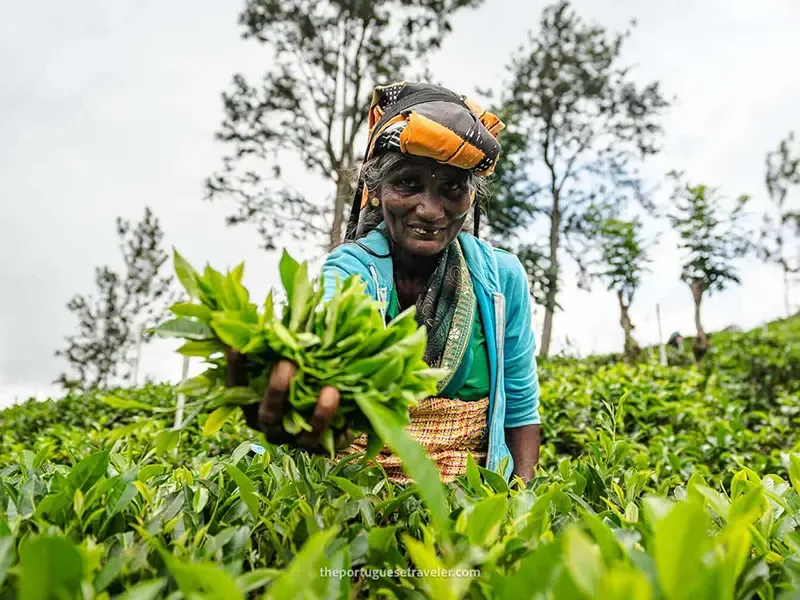 Handcrafted Ceylon tea experience