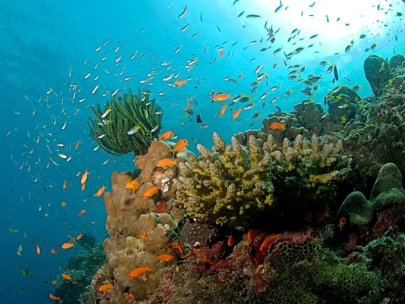 Andaman reef with marine naturalist