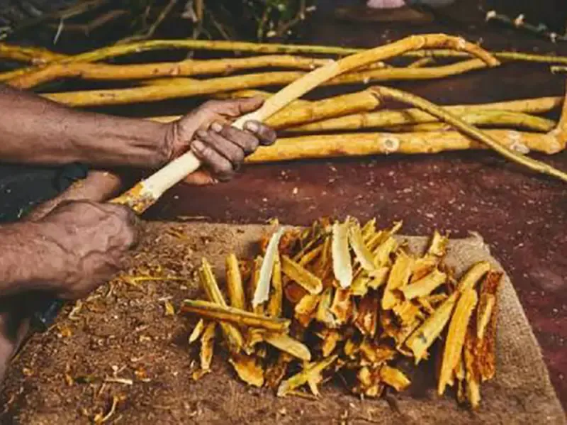 Cinnamon peeling and planter lunch