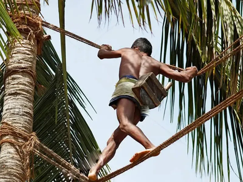 Kerala palm and toddy traditions
