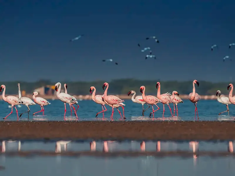 Little Rann salt landscape photography