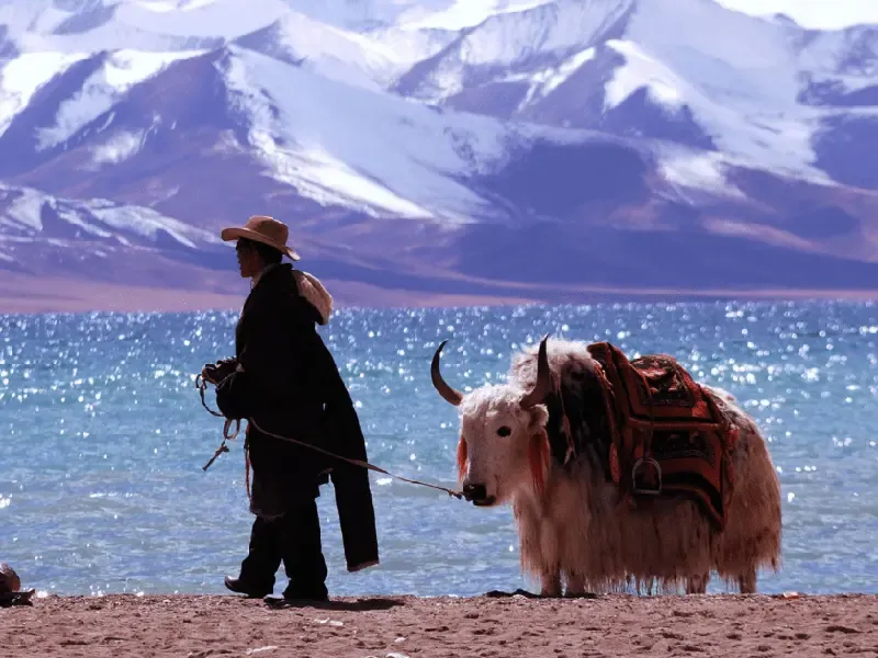 Tibetan nomadic family experience