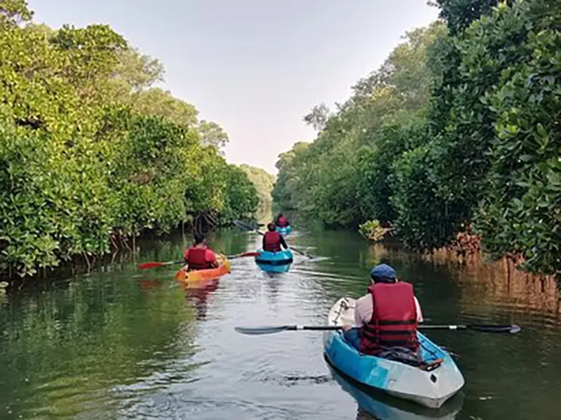 Goa mangrove kayaking and birding