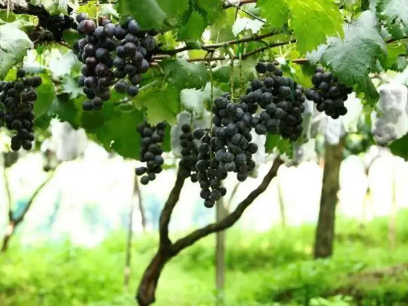 Pataleban Vineyard Resort