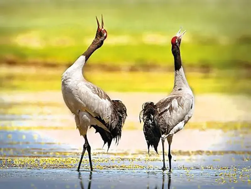 Demoiselle crane conservation