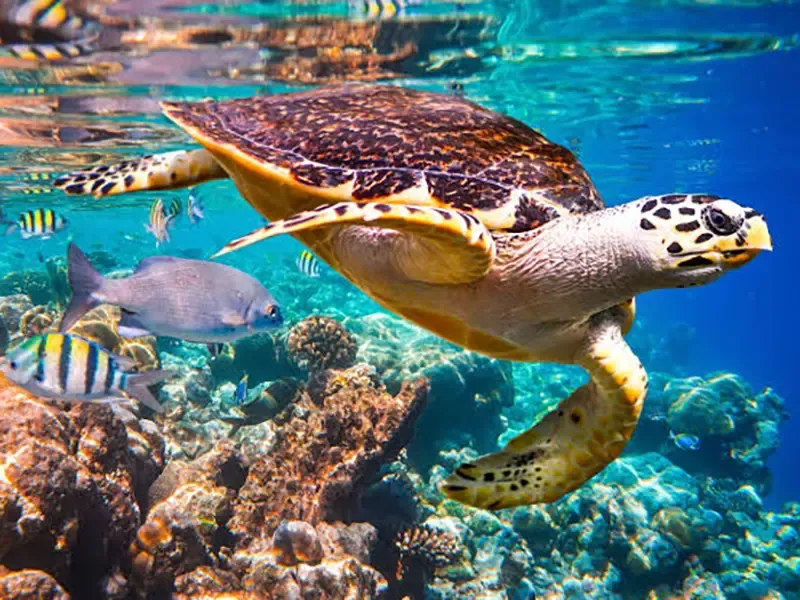 Maldives reef exploration with marine biologist