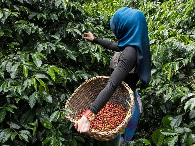 Chikmagalur bean-to-cup experience
