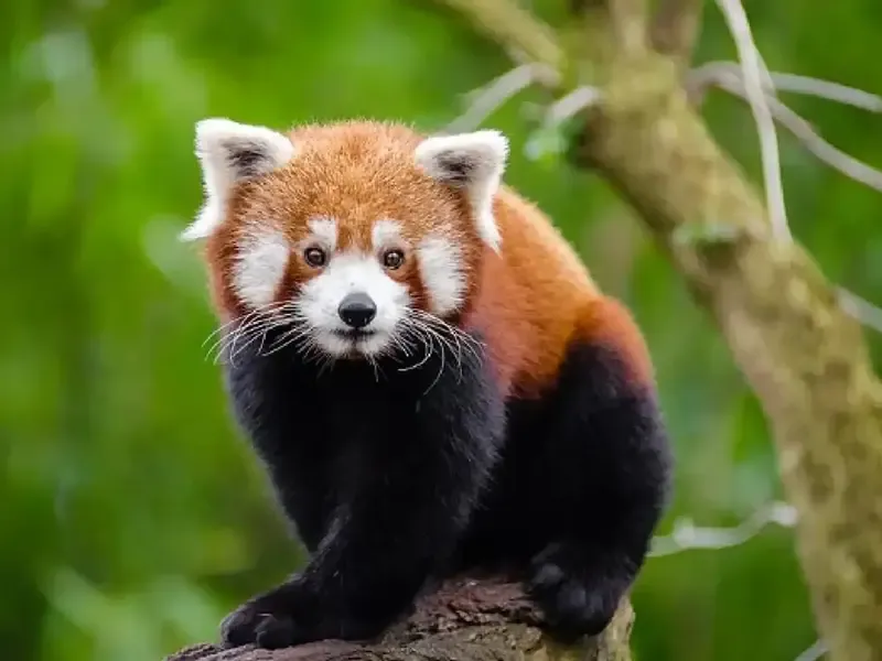 Red panda conservation tracking