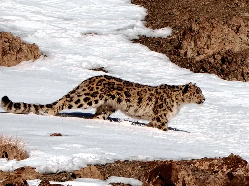 Snow leopard conservation expedition