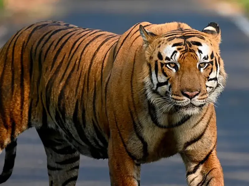 Tiger conservation field session