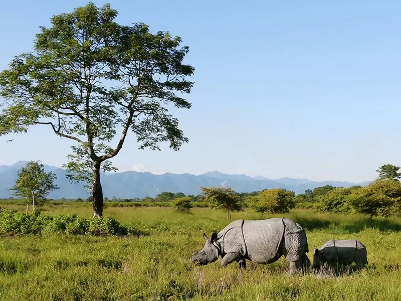 Kaziranga rhino watching