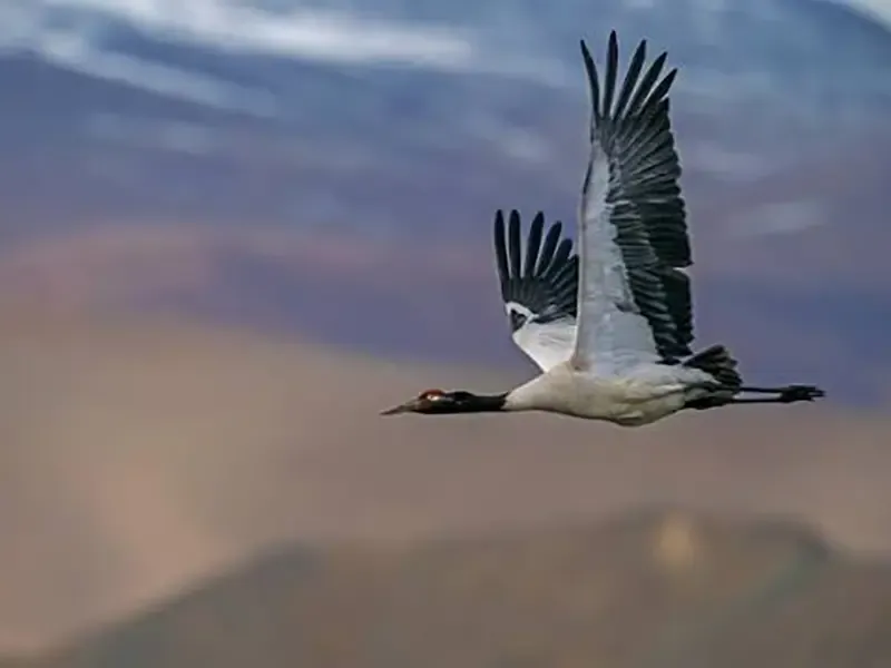 Black-necked crane observation
