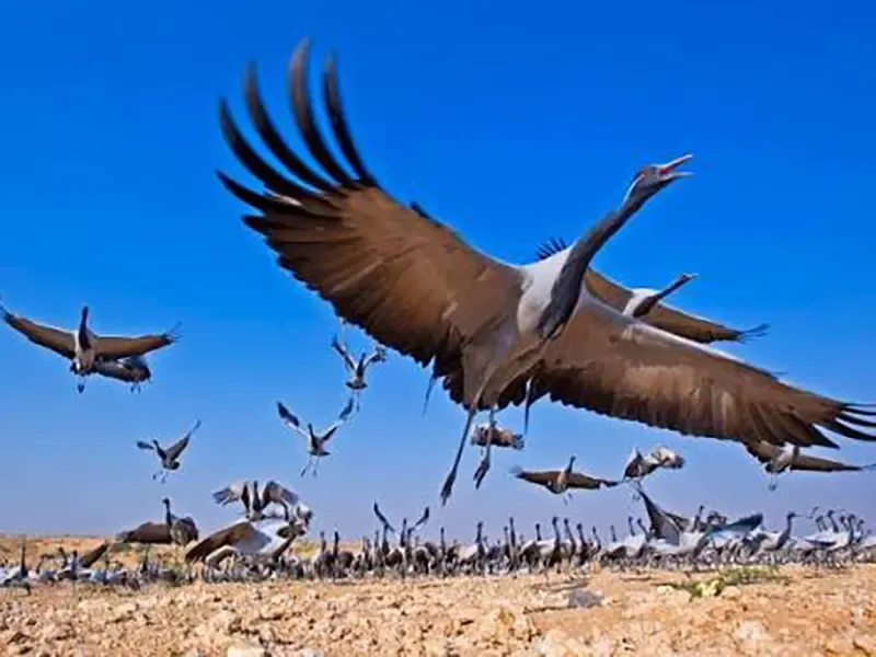 Khichan crane birding