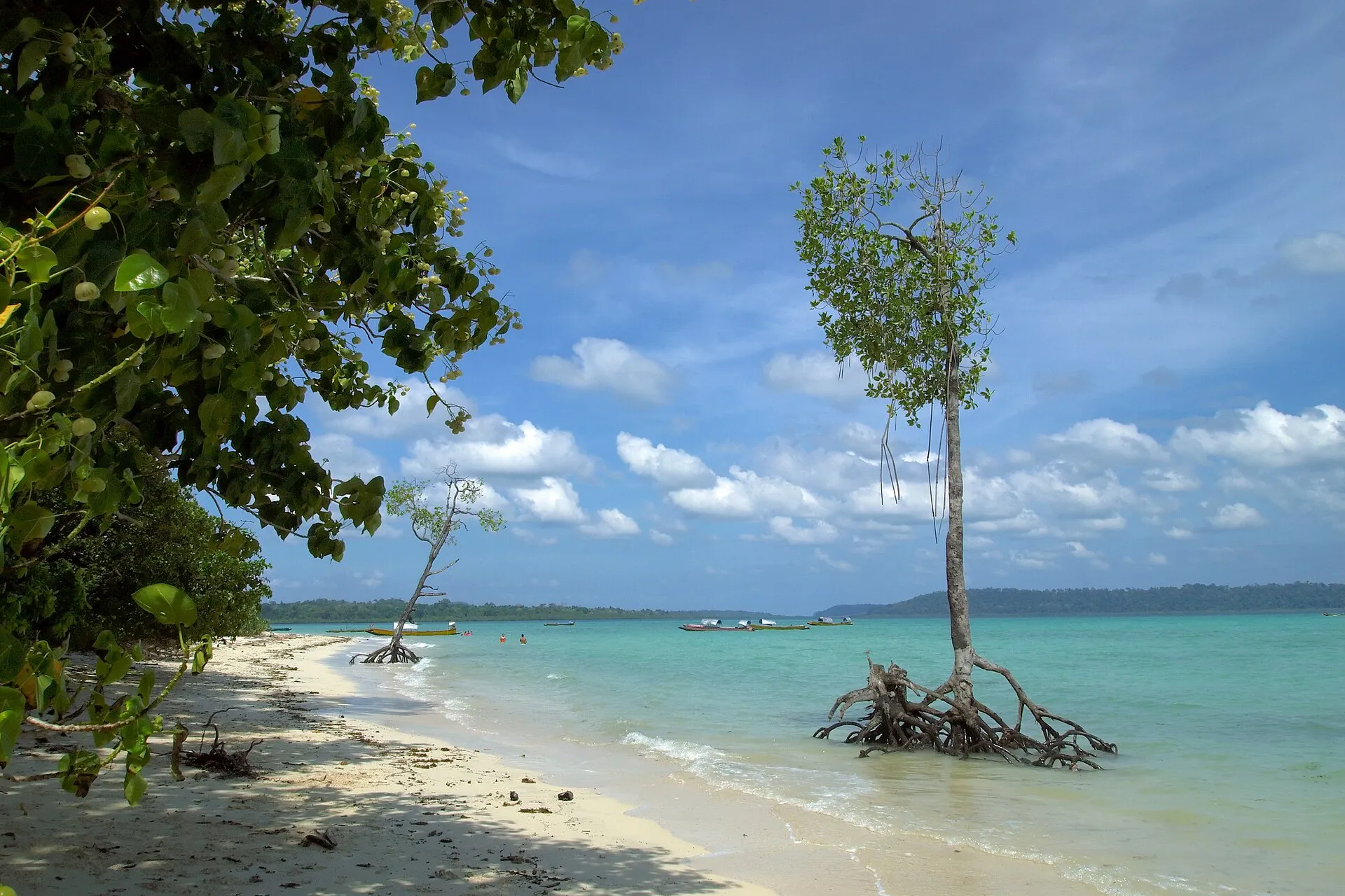 A lone mangrove tree standing in shallow turquoise sea off Havelock Island, Andamans
