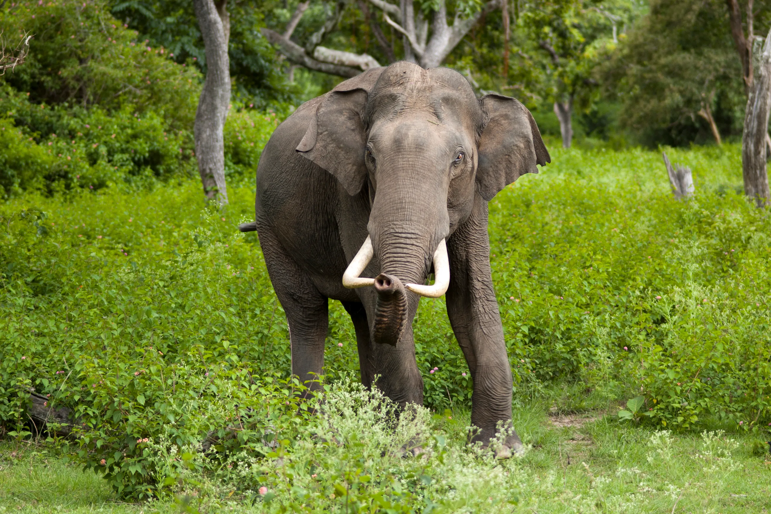 An Asian elephant in the forests of Bandipur