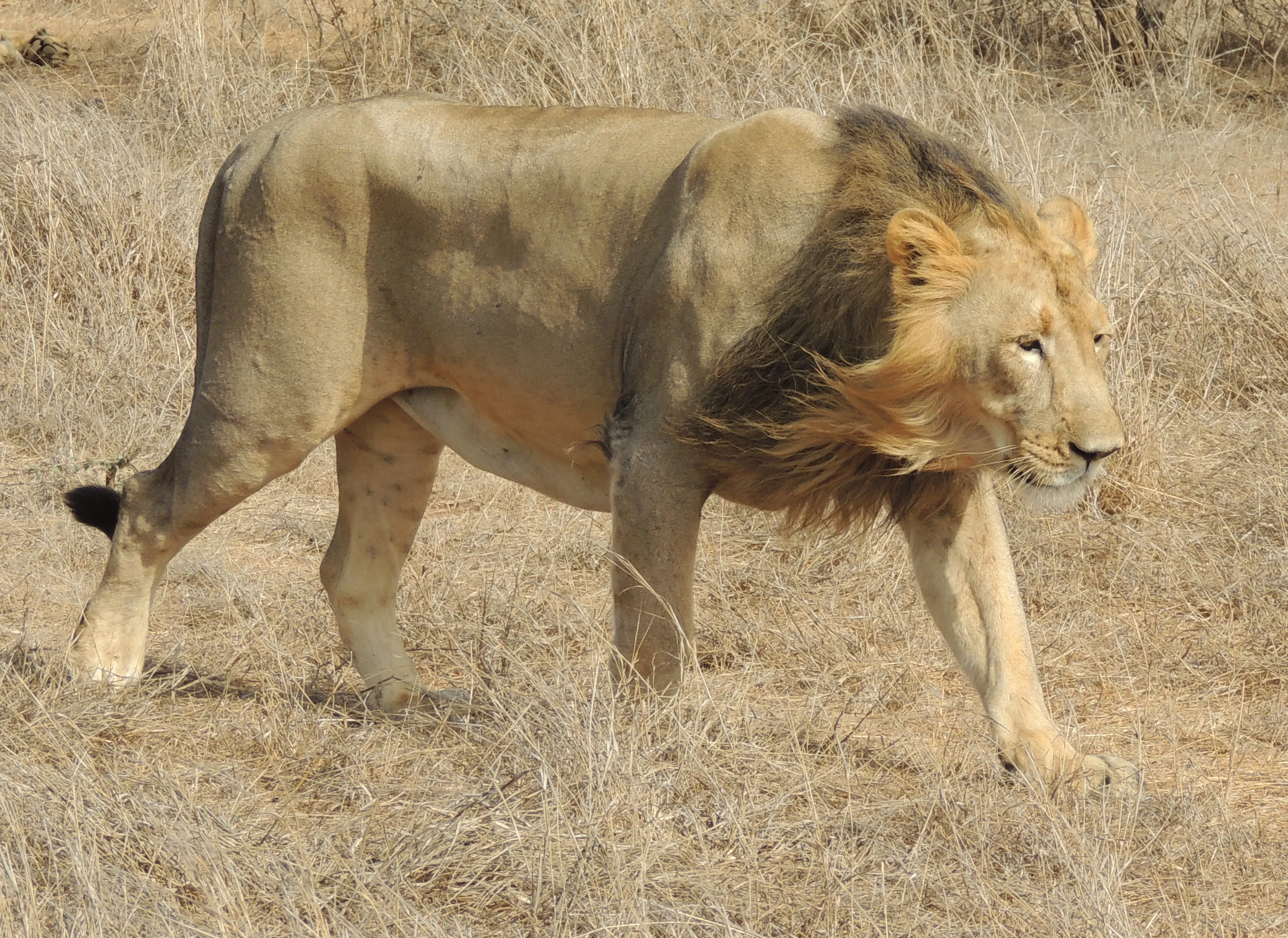 An Asiatic lion in the Gir forest, Gujarat
