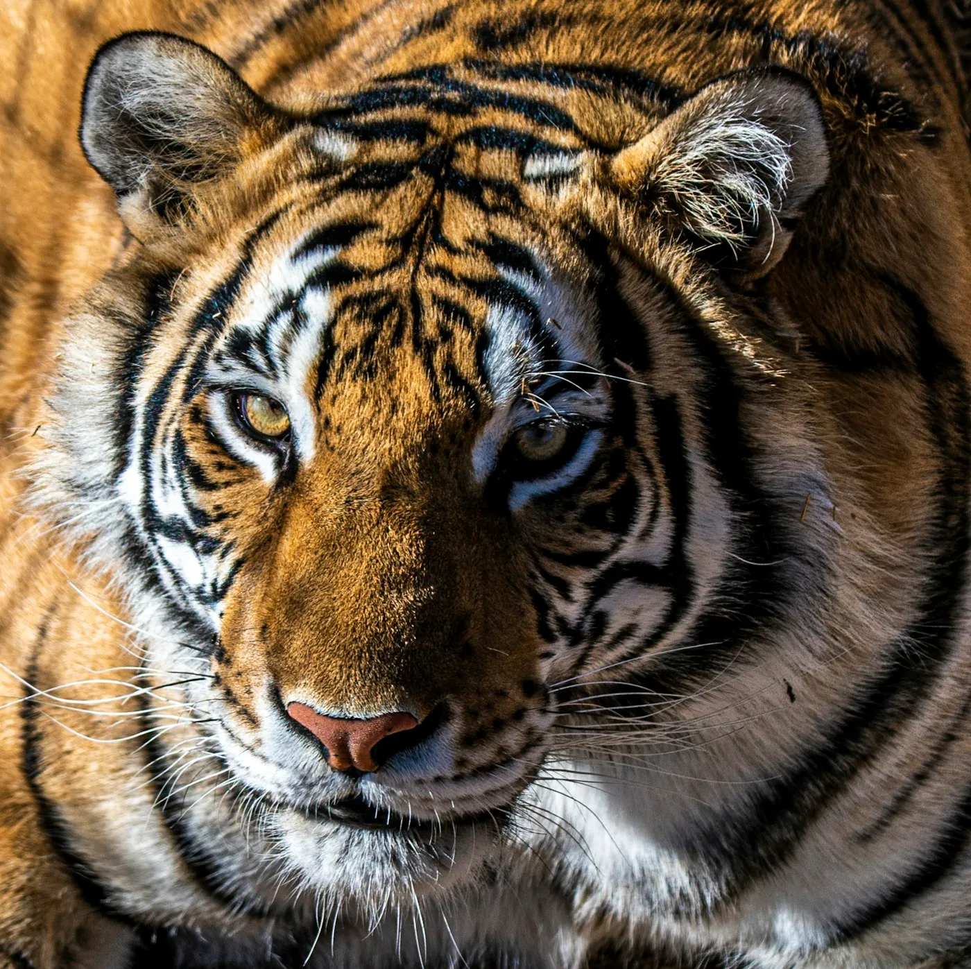 A Bengal tiger in close view