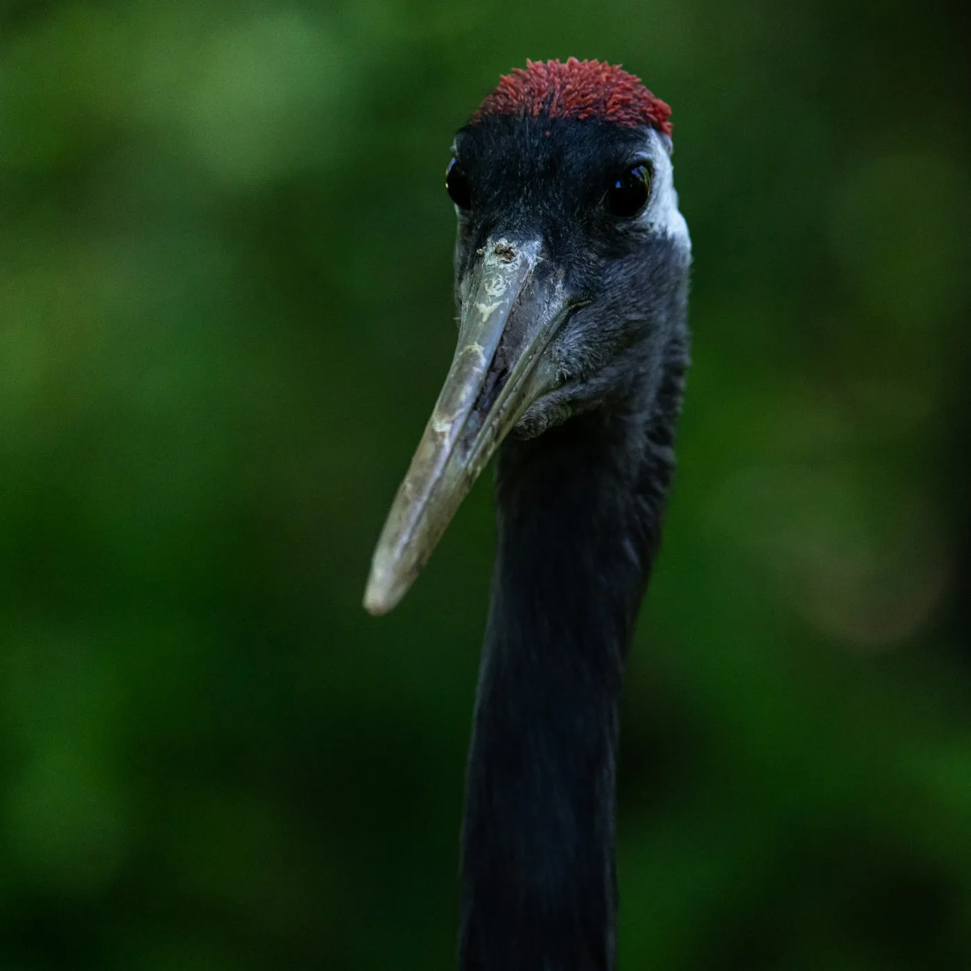 A black-necked crane in close view, with its red crown