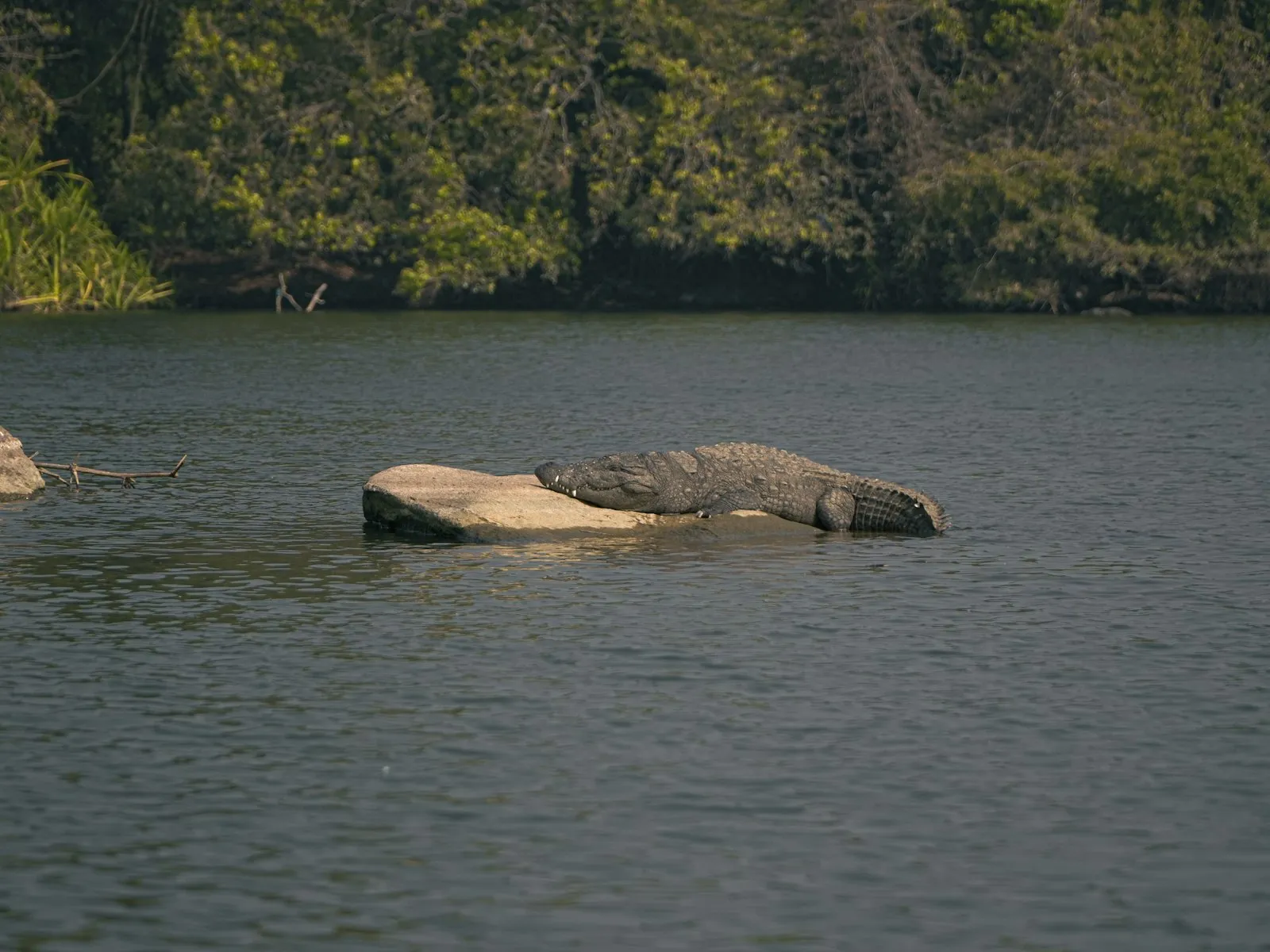 A crocodile basking on a rock in the waters of the Chambal River