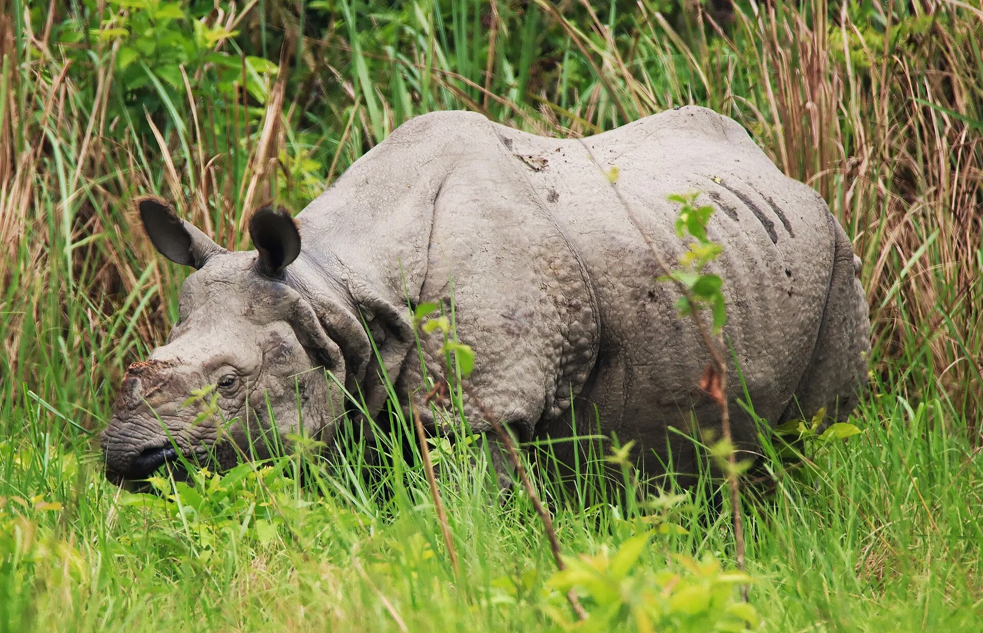 A one-horned rhinoceros in the Terai grasslands of Nepal