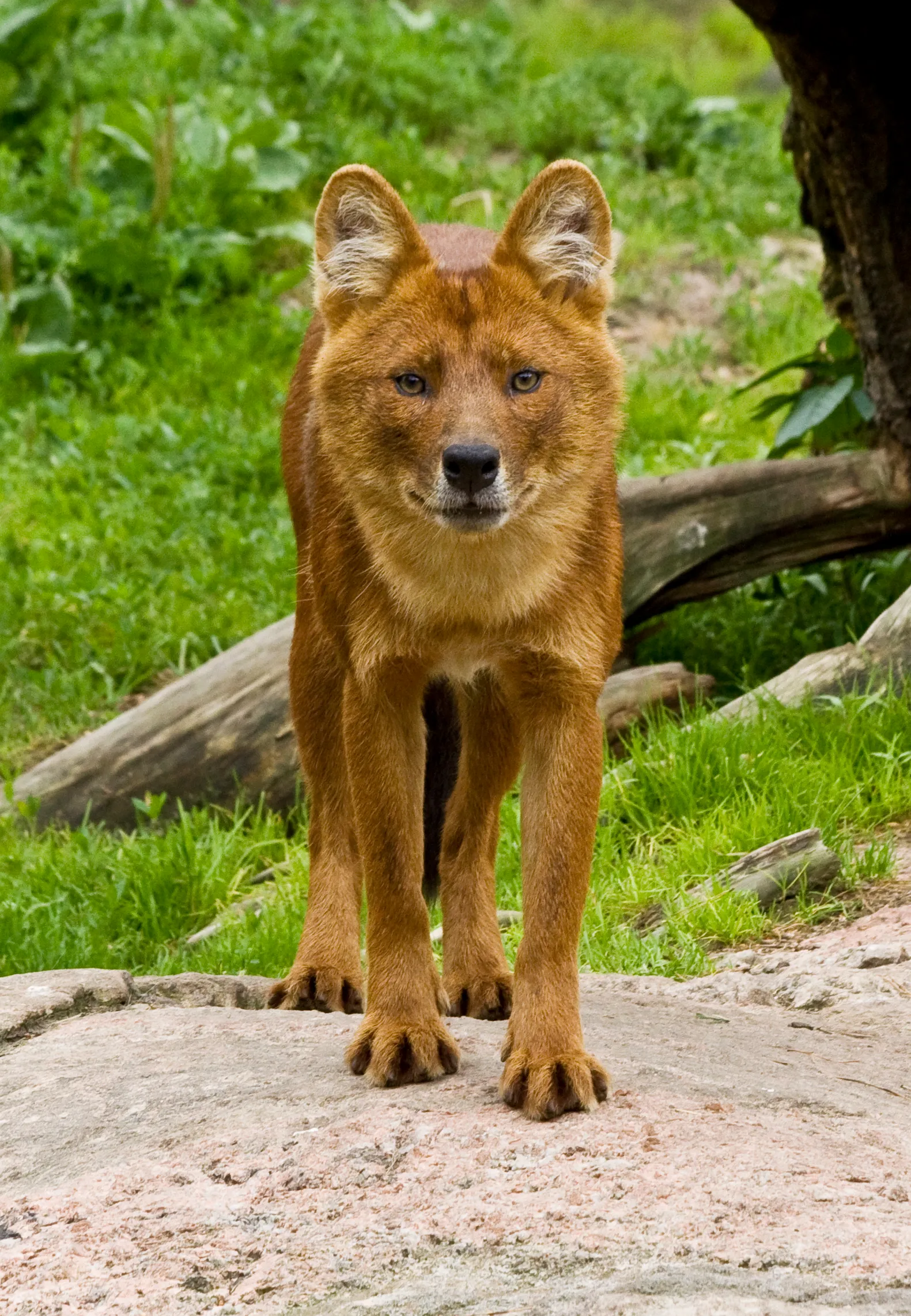 A dhole, the Indian wild dog