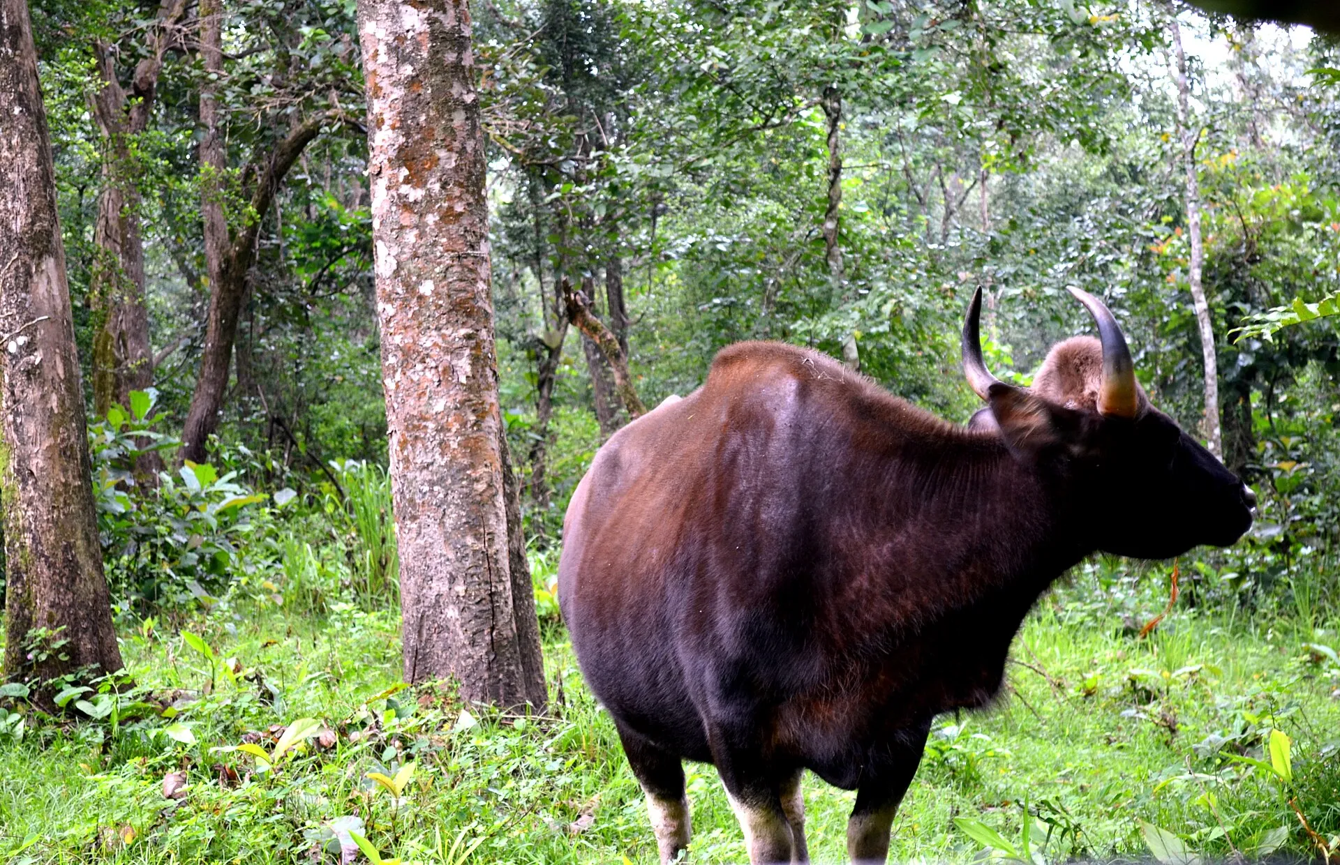 An Indian gaur (bison) in the forests of Nagarhole, Karnataka