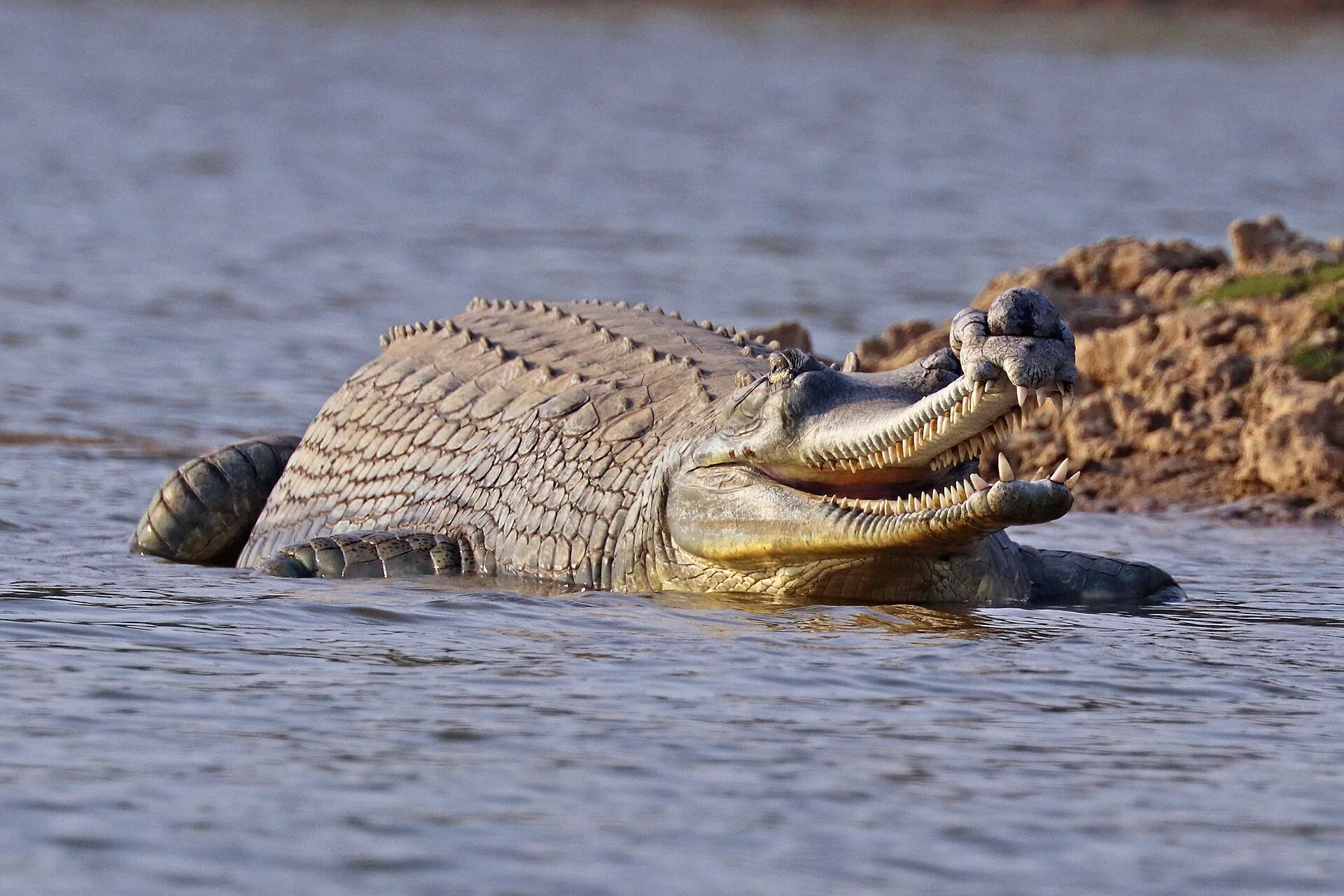 A male gharial, the fish-eating river crocodile, basking on a riverbank