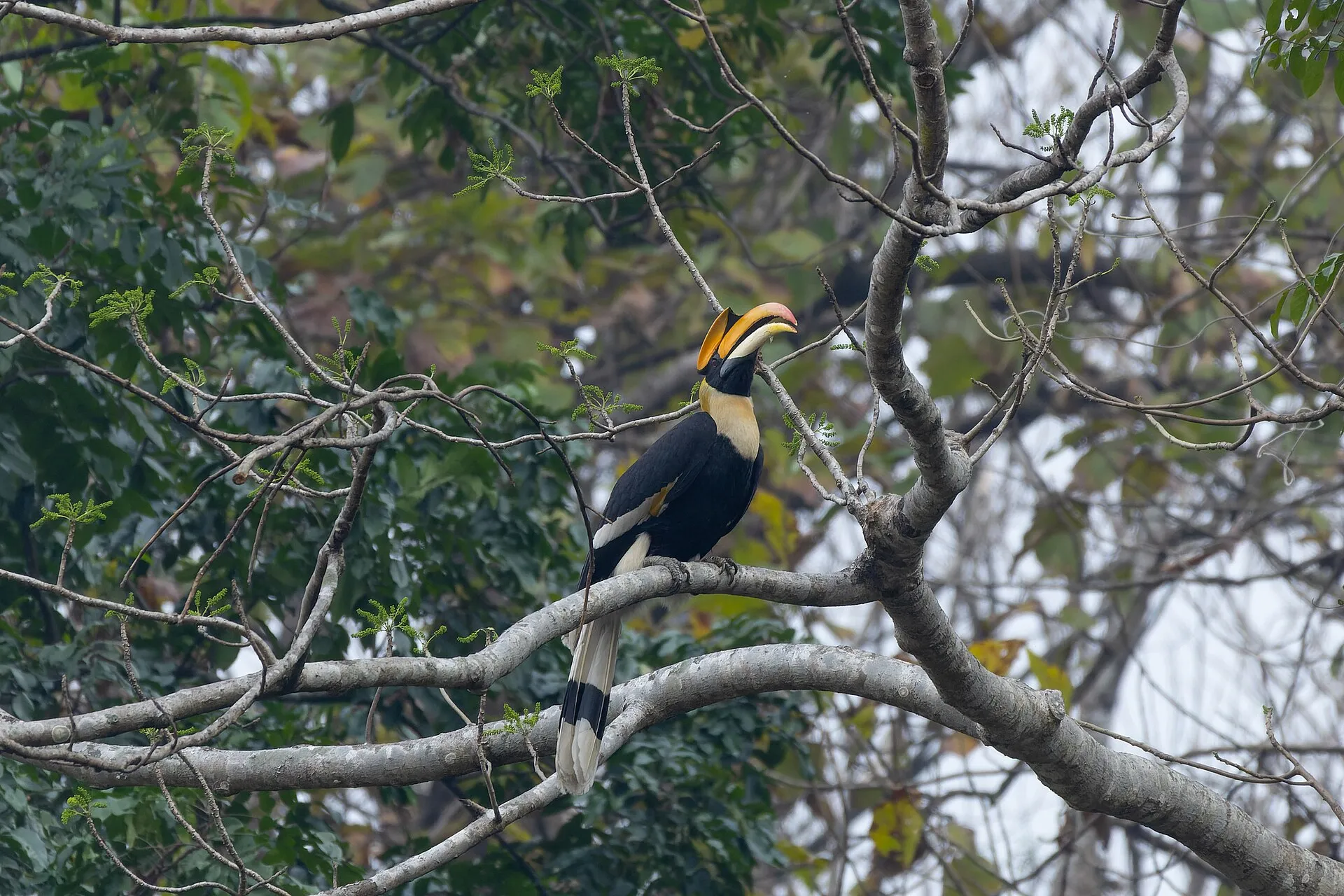 A great hornbill perched, showing its large yellow casque