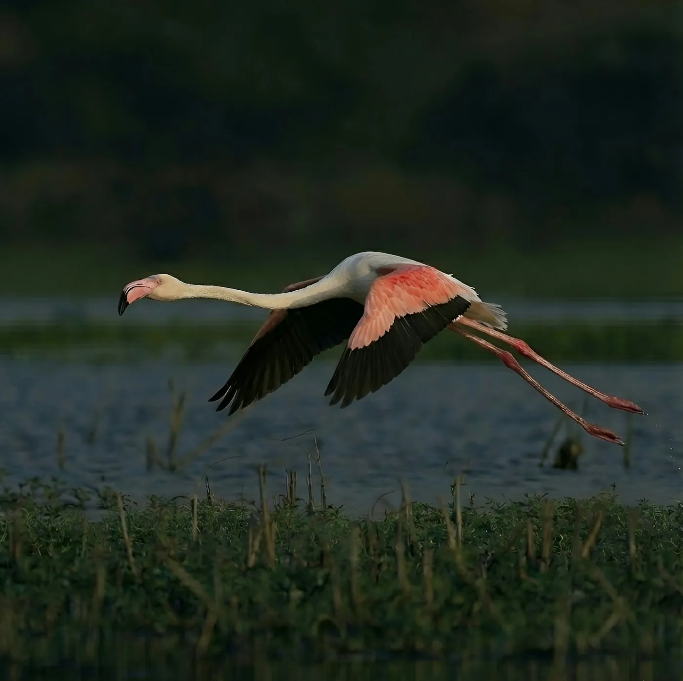 A greater flamingo in flight over coastal marshes