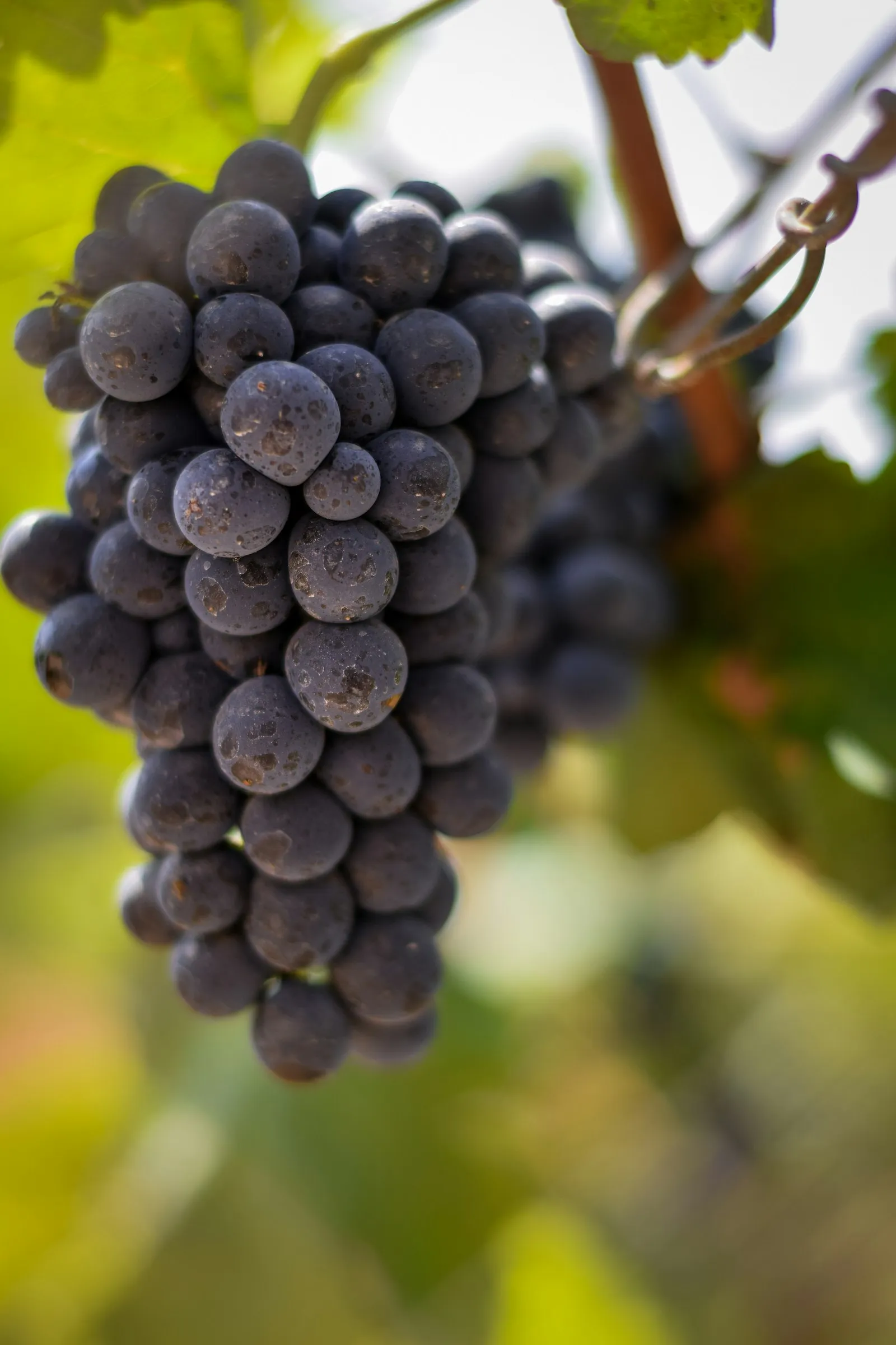 A bunch of grapes hanging from a vine at Big Banyan Vineyard, Bengaluru