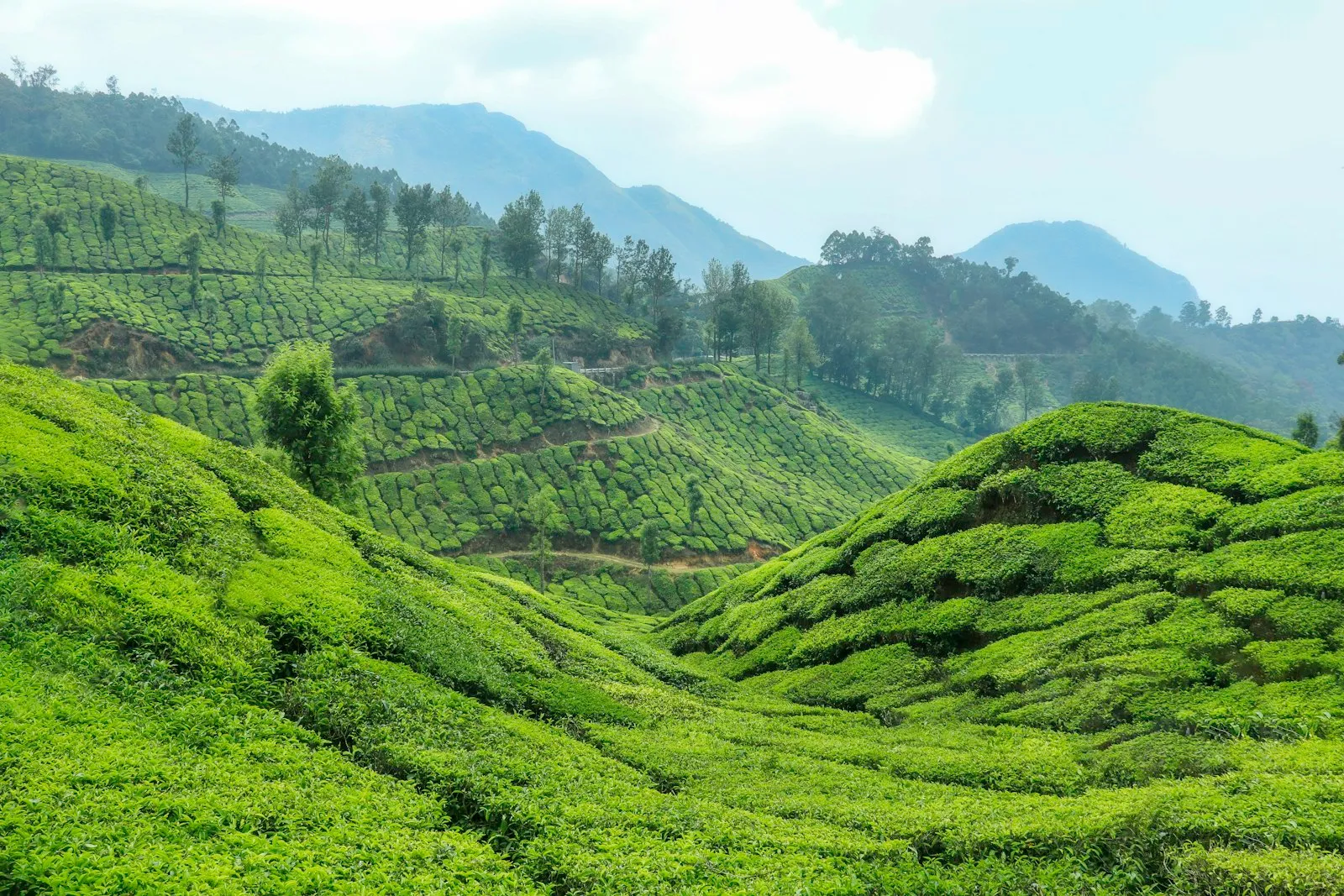 Misty rolling hills of tea plantations in Munnar, Kerala