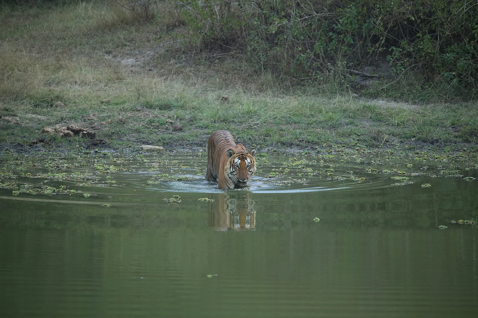 A Bengal tiger in the wild in an Indian tiger reserve