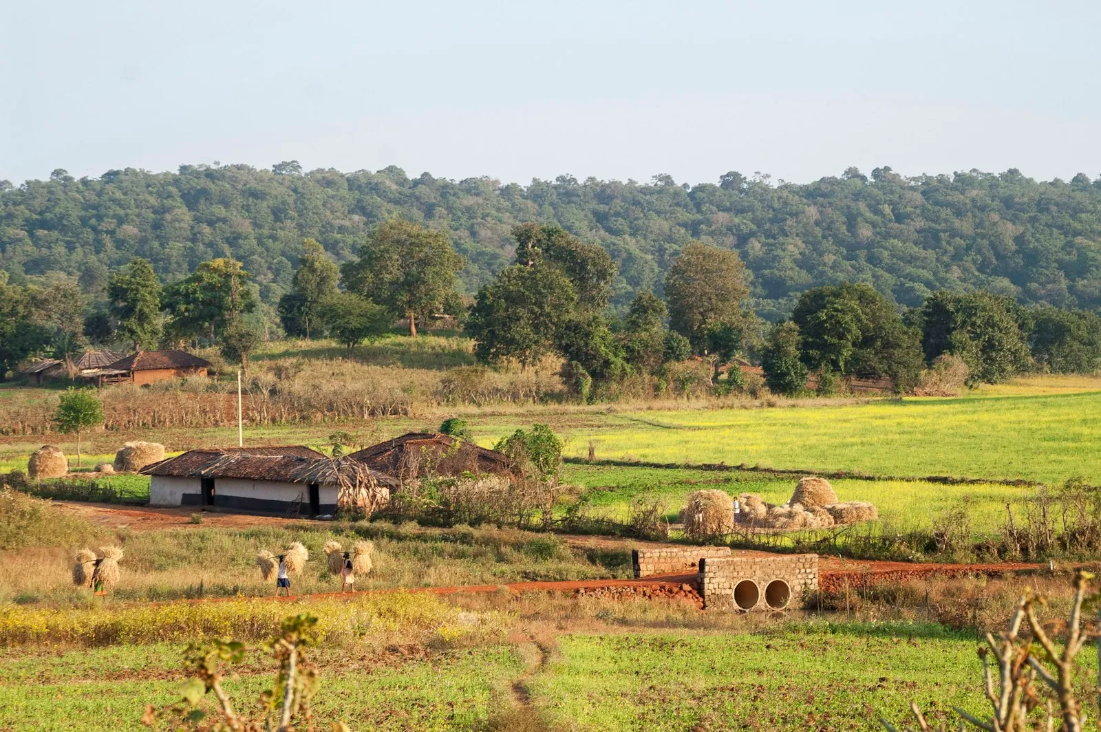 A small village nestled in the green Maikal Hills of Chhattisgarh