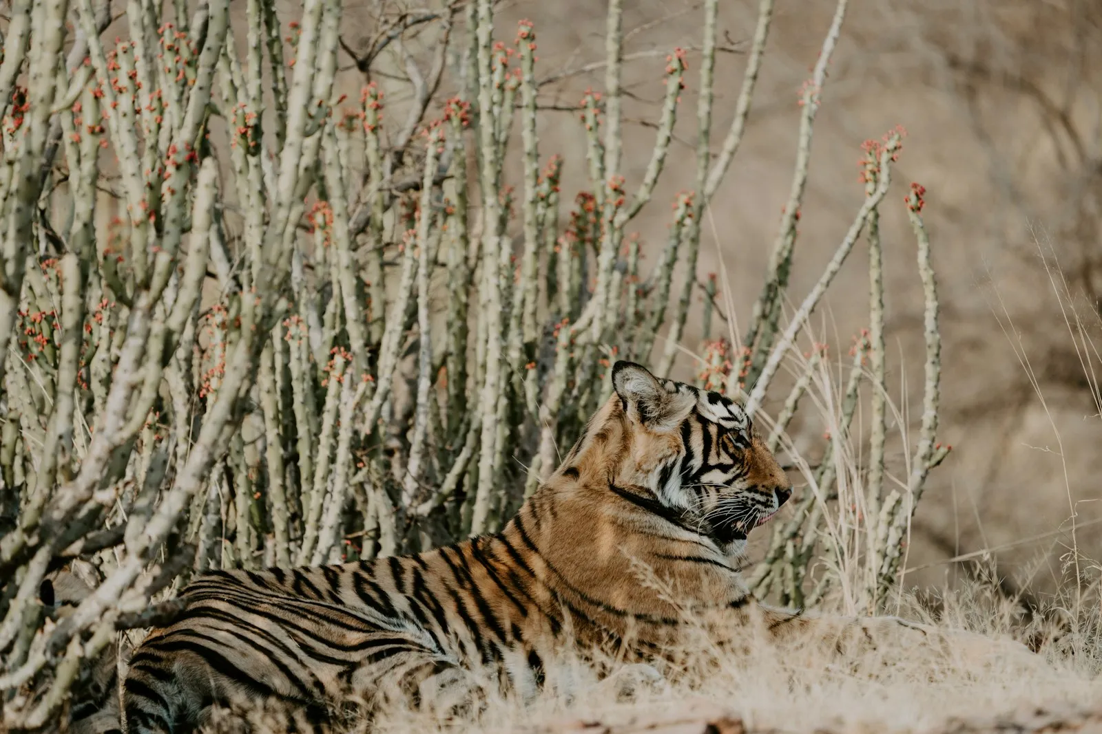 A Bengal tiger resting in dry scrub at Ranthambore National Park, Rajasthan
