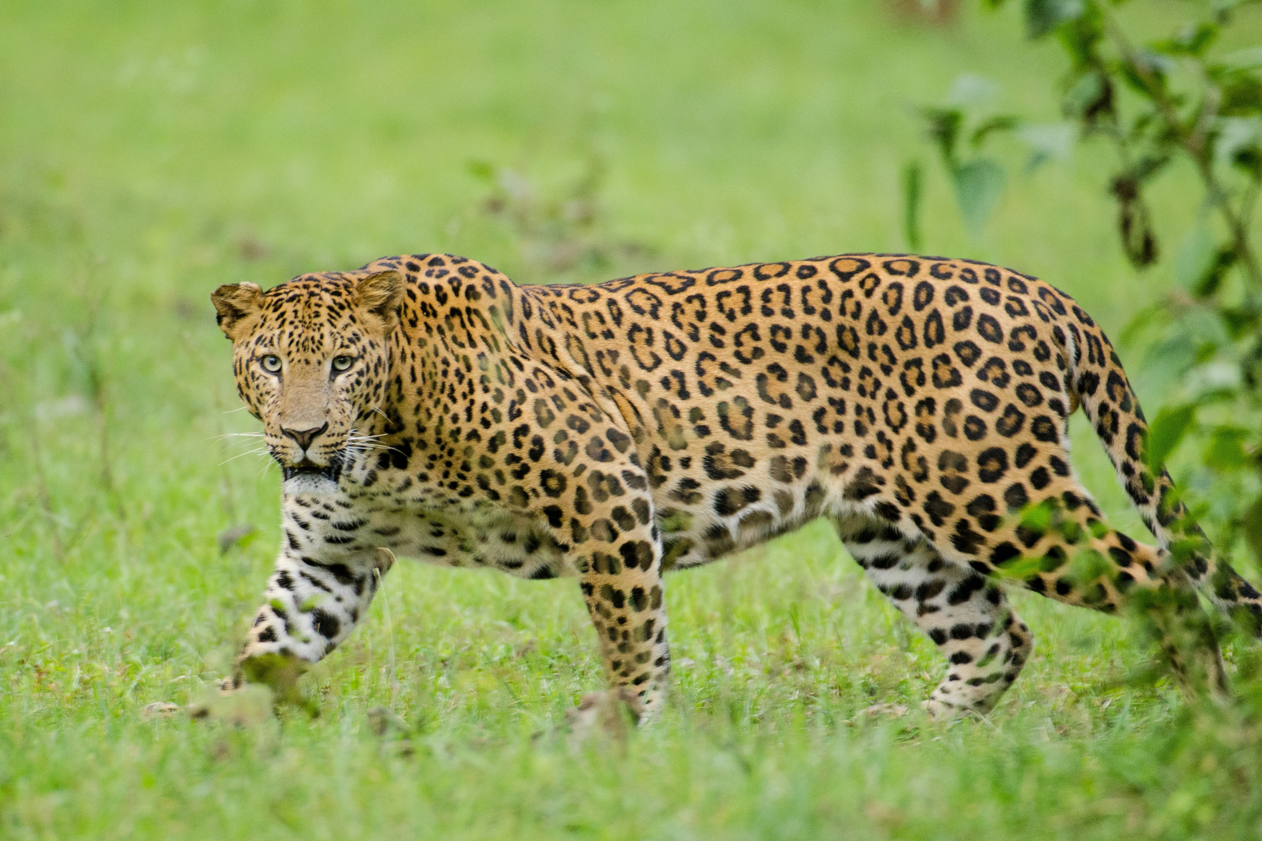An Indian leopard photographed in Nagarhole, Karnataka