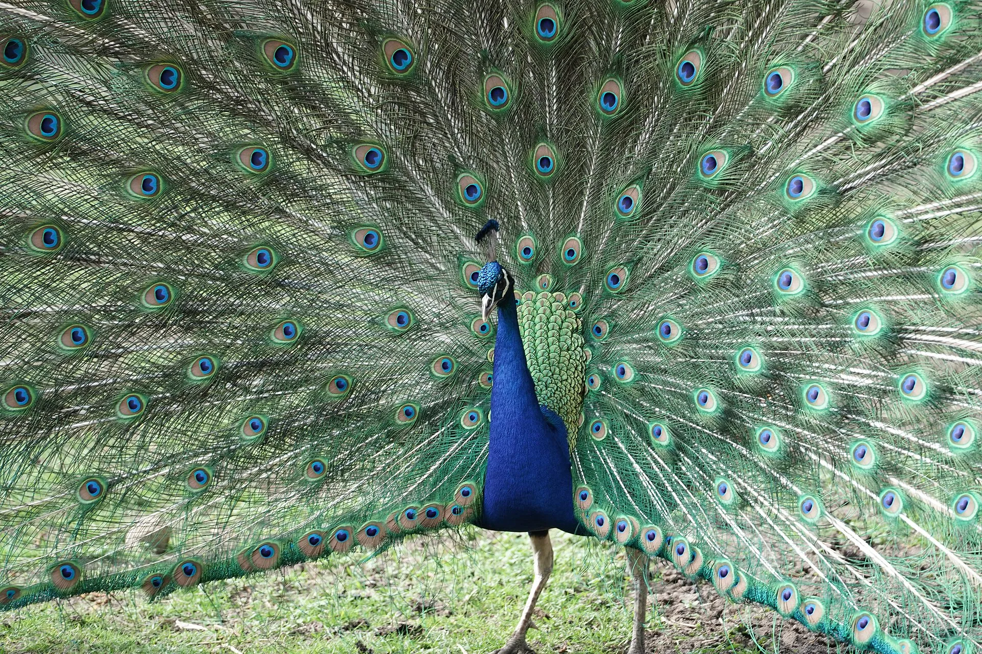 An Indian peacock displaying its fanned tail
