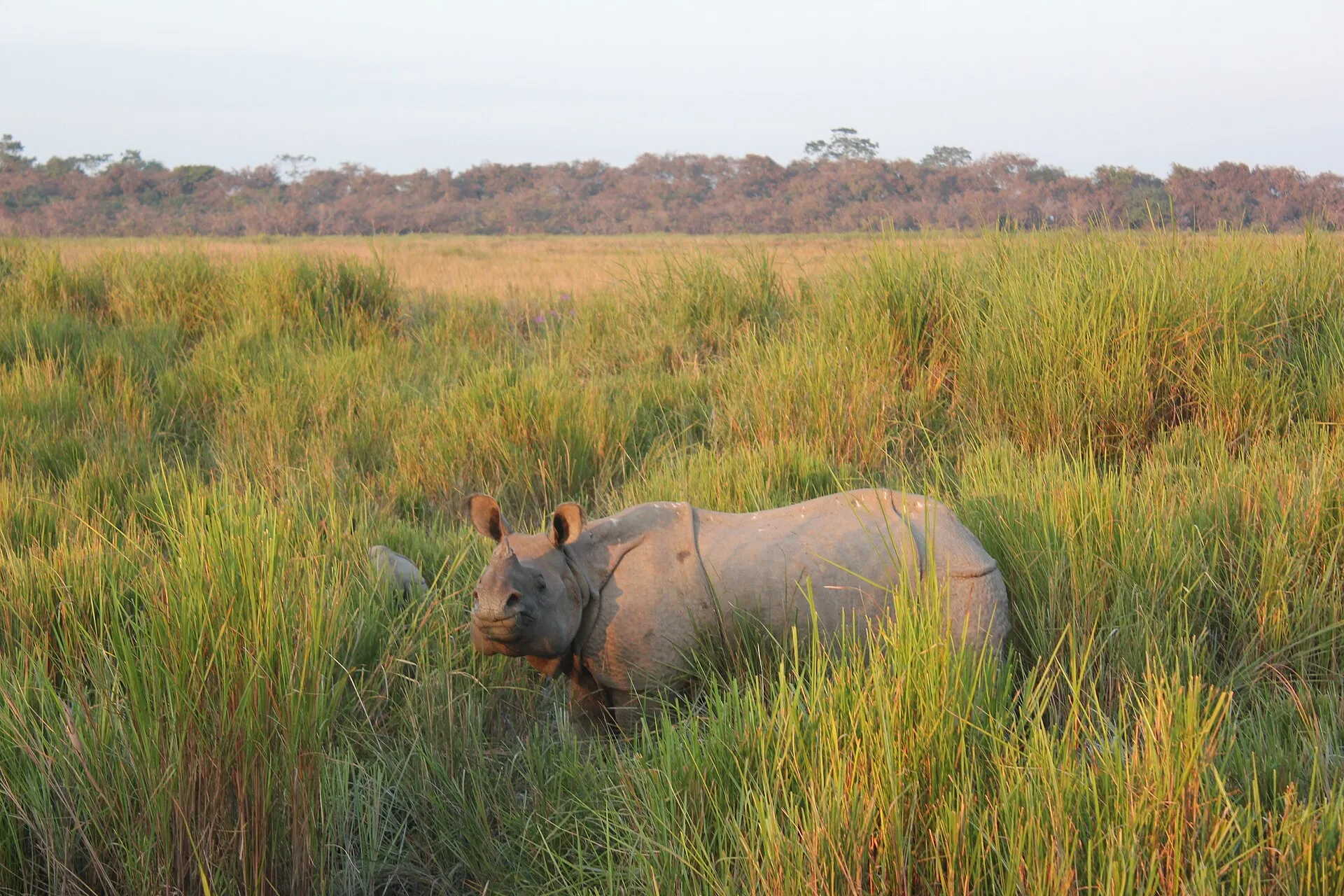 A one-horned rhinoceros grazing in grassland at Kaziranga National Park, Assam