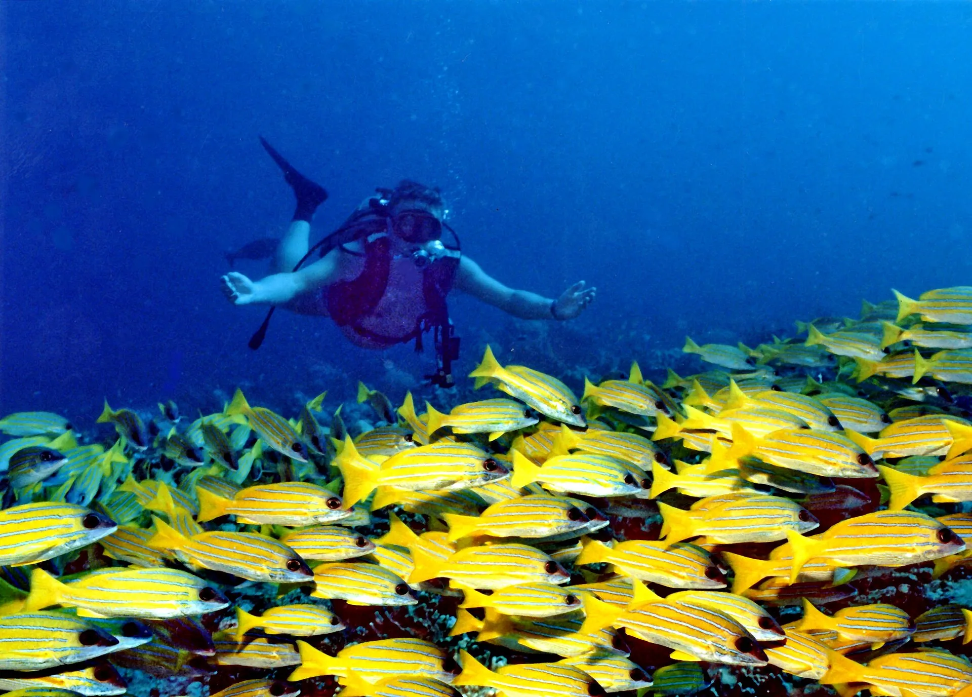Reef fish above a coral formation at Banana Reef in the Maldives