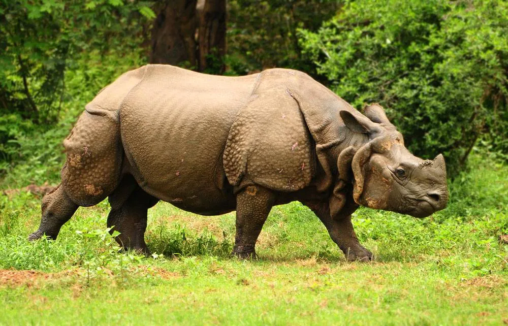 A great one-horned rhinoceros in the grasslands of Kaziranga