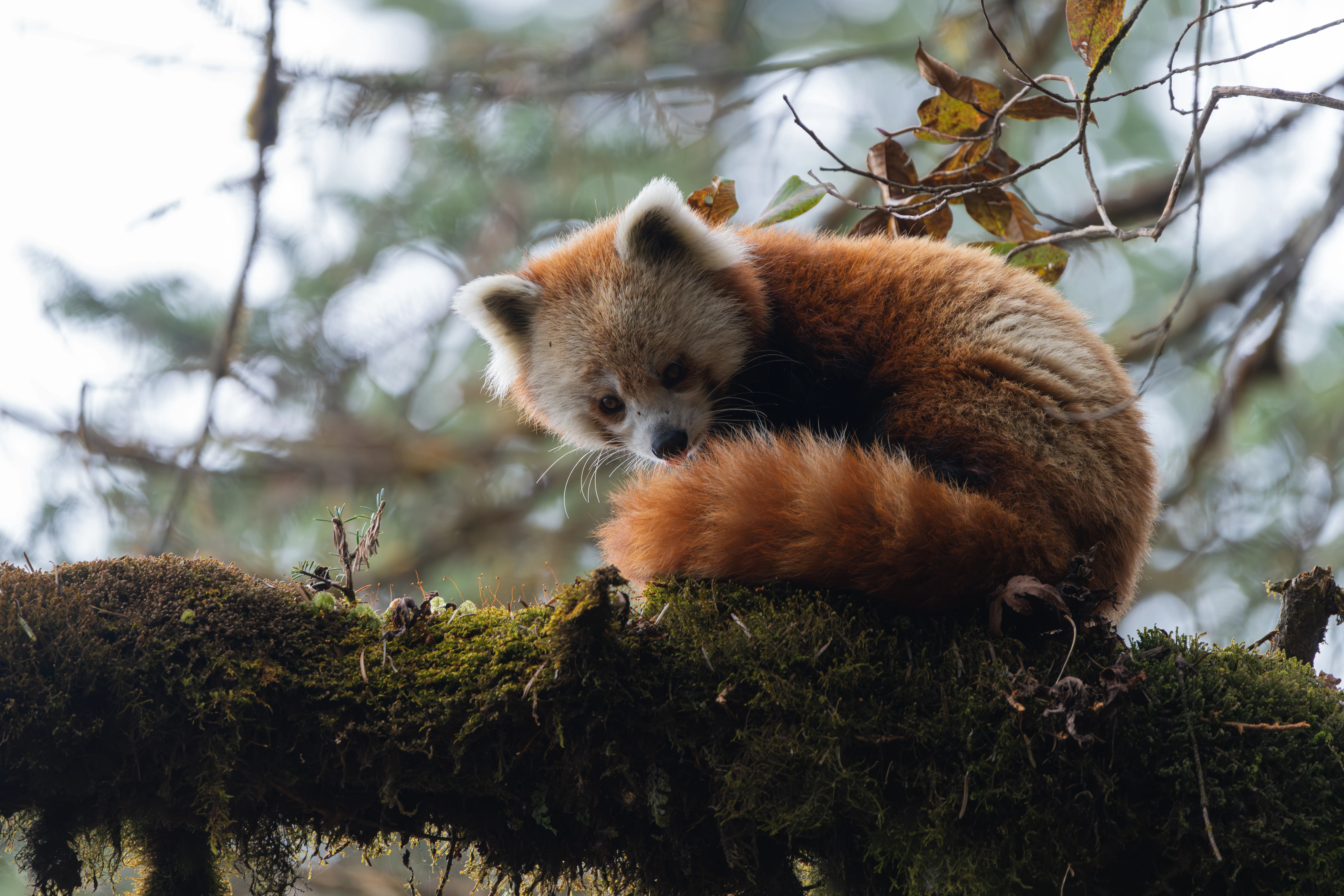 A red panda in its Eastern Himalayan habitat
