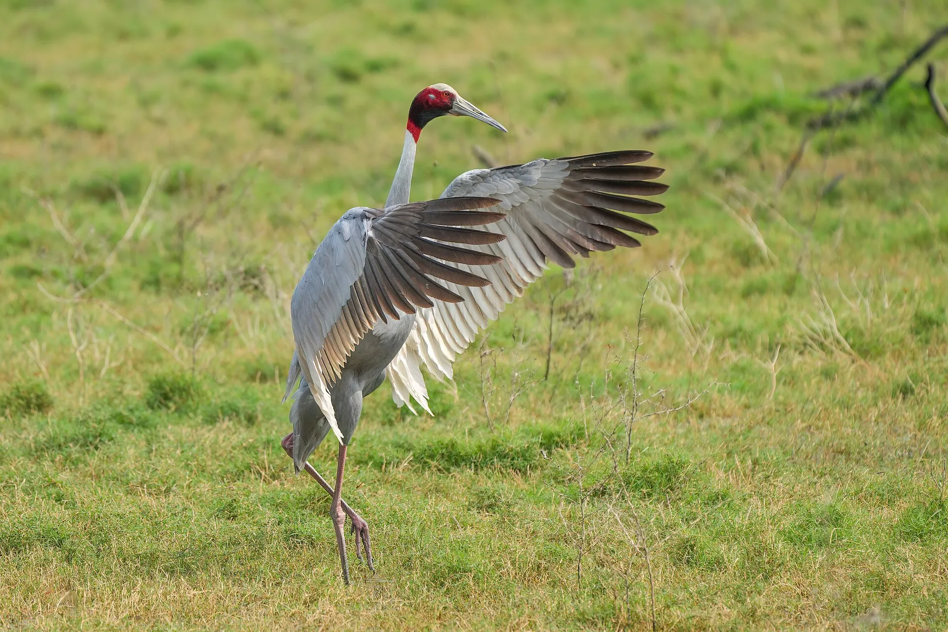 A pair of sarus cranes in Keoladeo National Park, Bharatpur