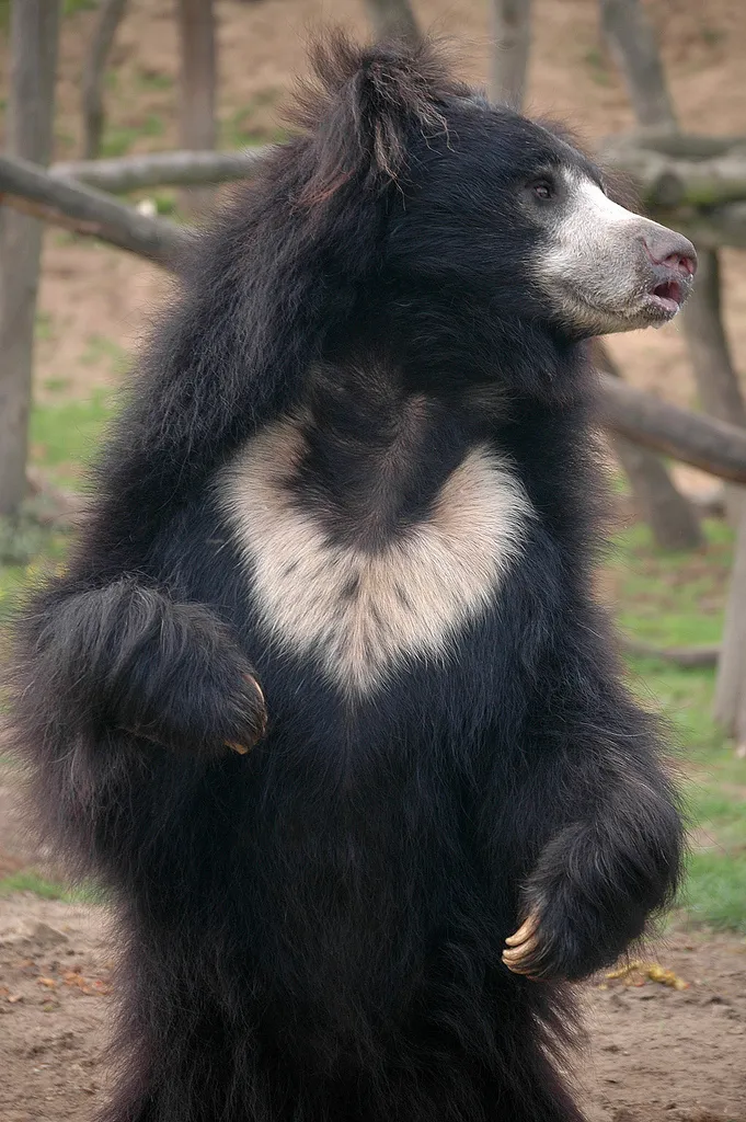 A sloth bear standing in its forest habitat