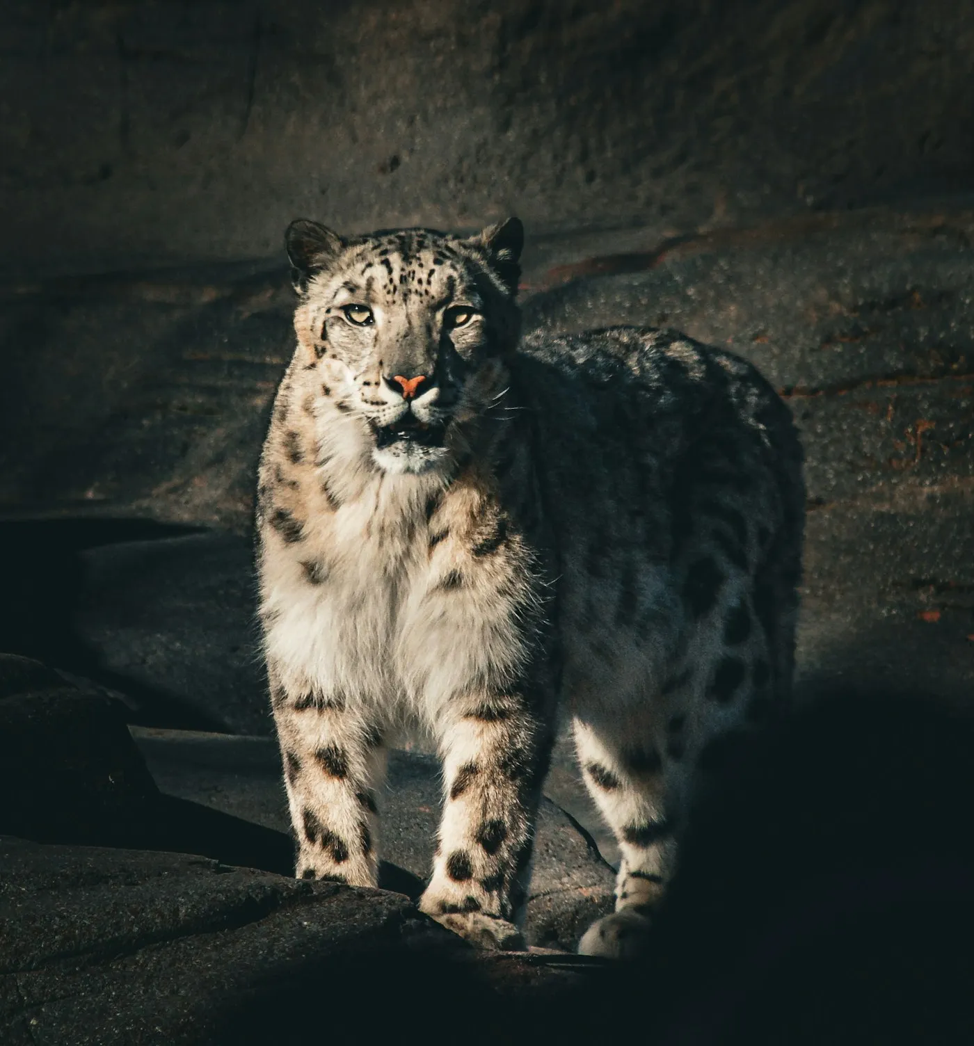 A snow leopard on a rocky outcrop