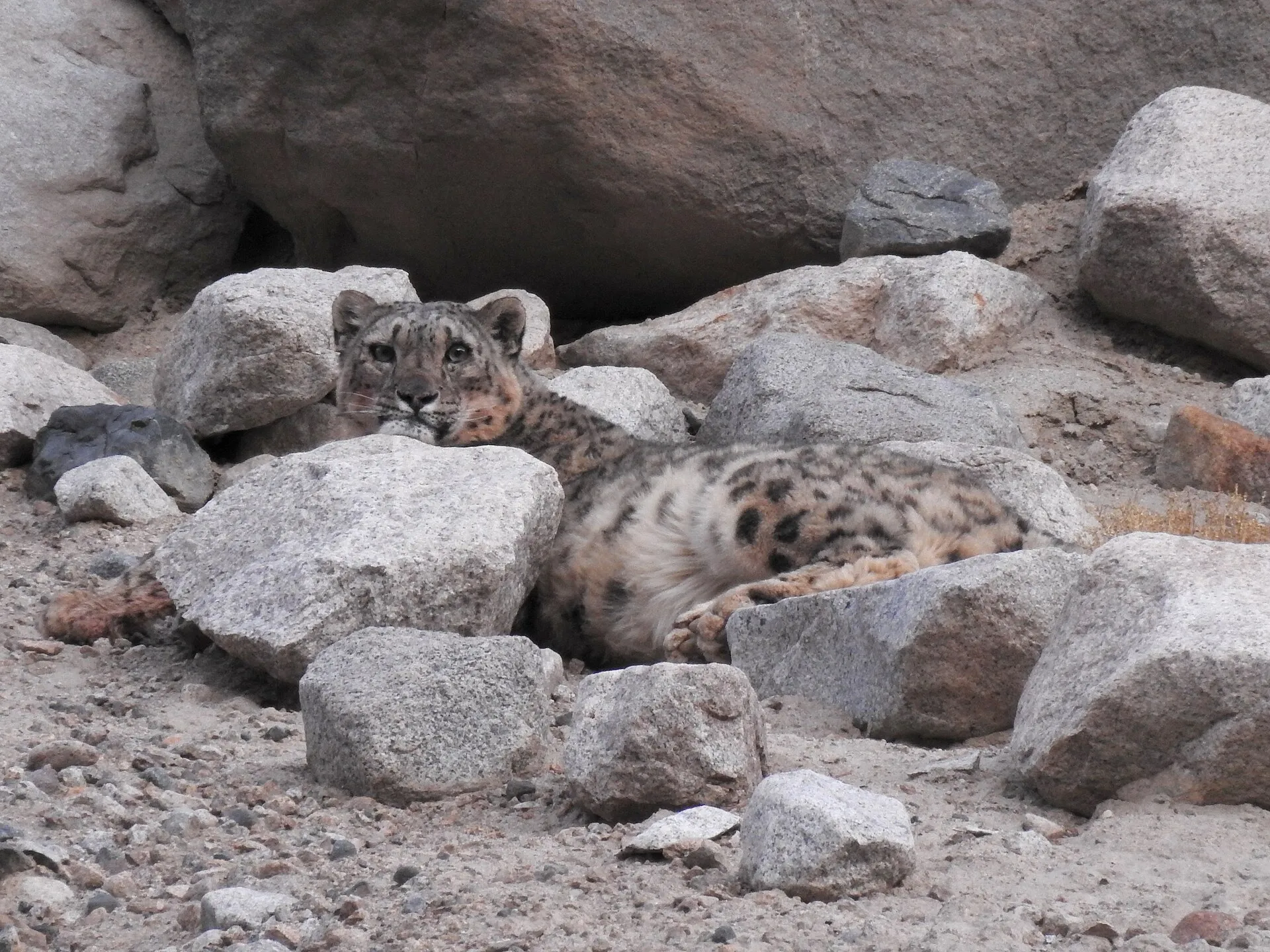 A wild snow leopard on a rocky slope in Ladakh