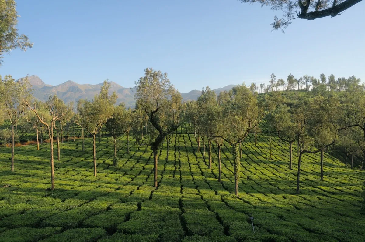 Plantation bungalow in the cardamom hills, Munnar