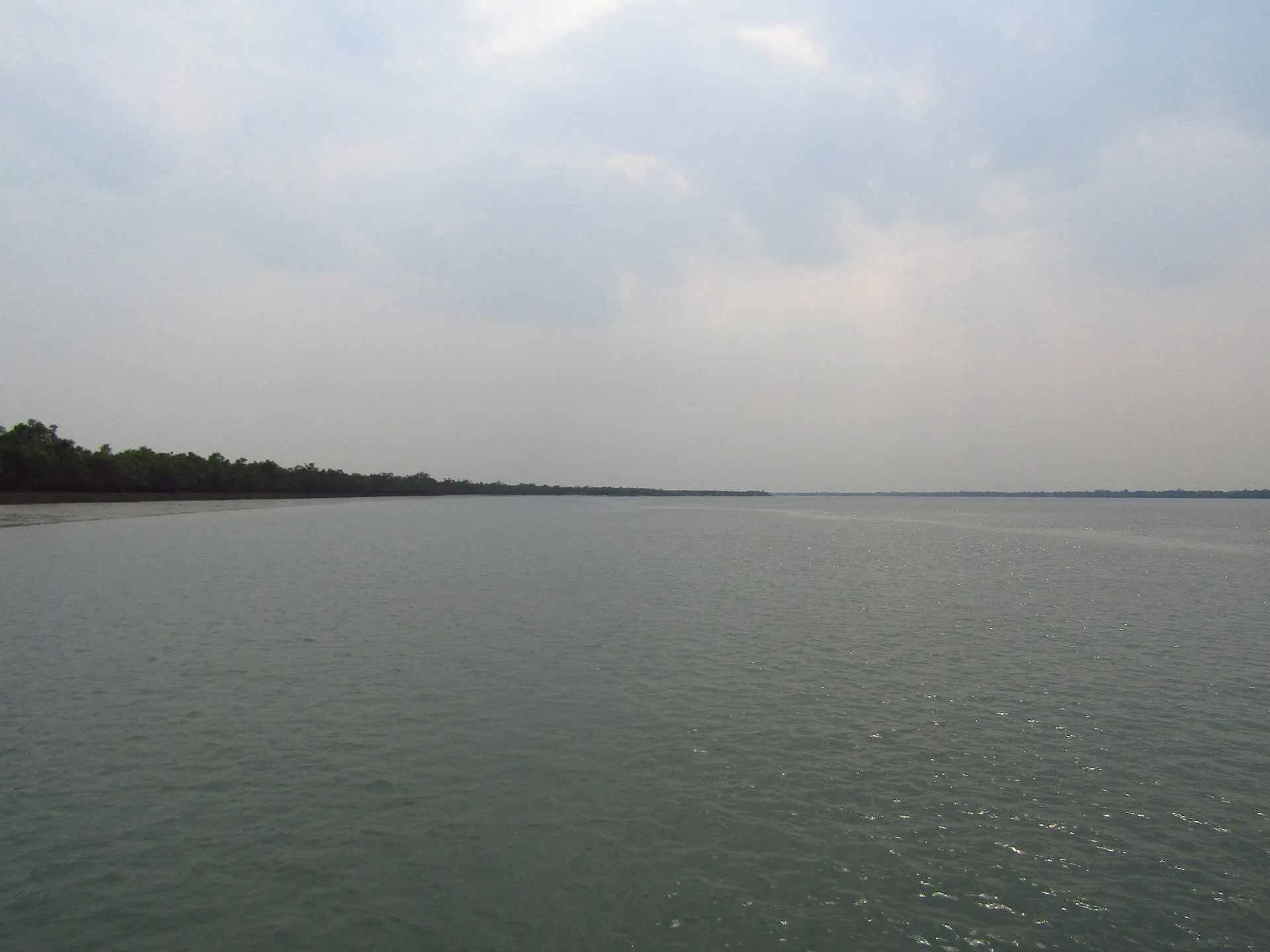 Mangrove banks of the Sundarbans delta viewed from a boat